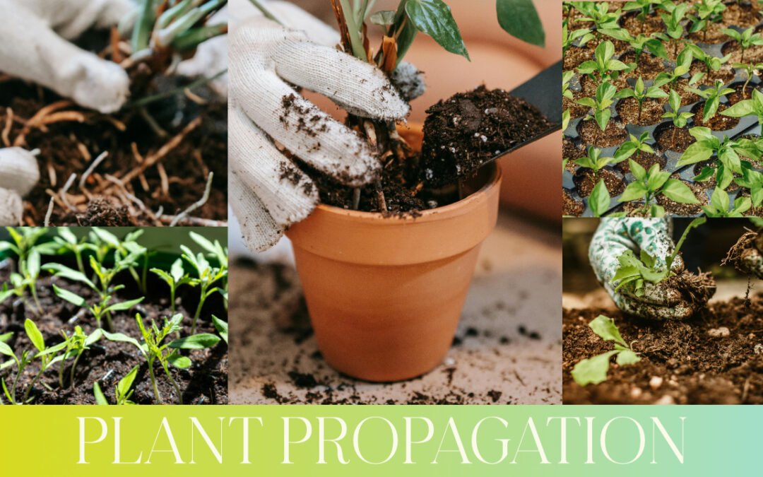 How can you propagate plants?