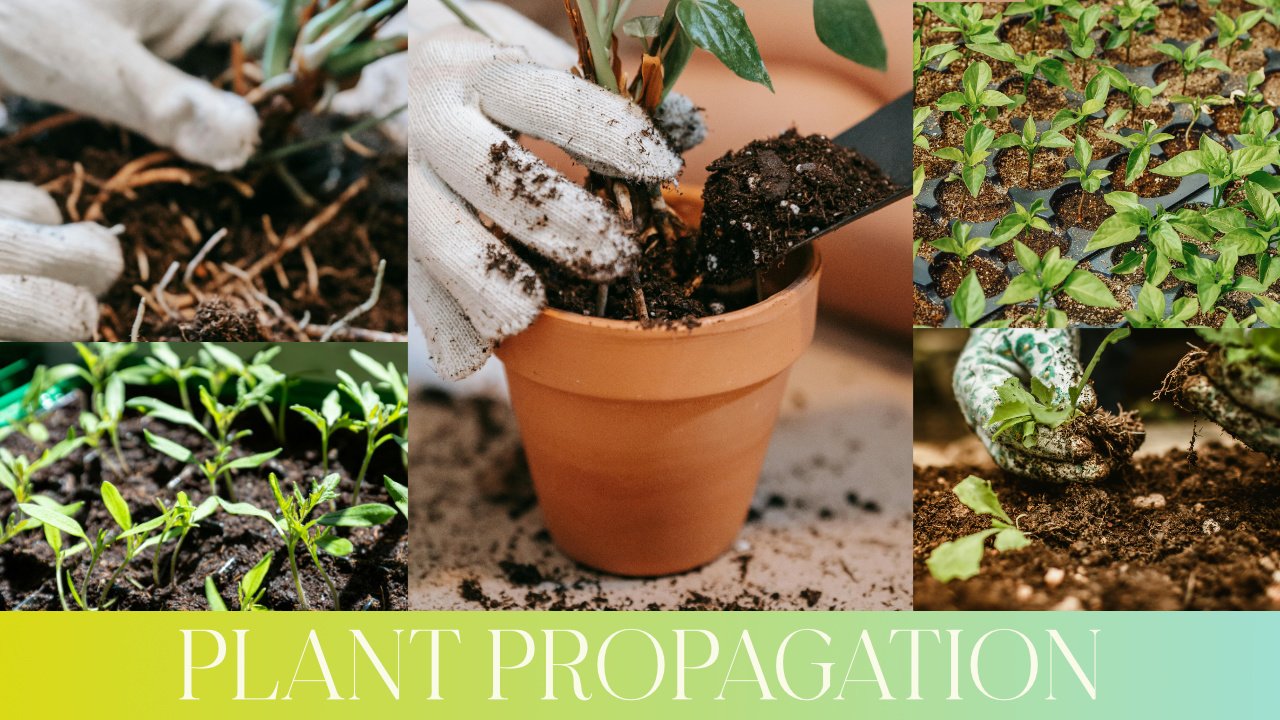 Propagate Plants